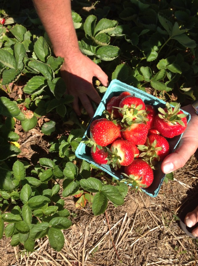 bartlett big berries